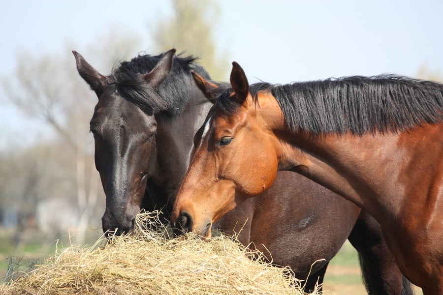 Equine feed production and Moisture Meters